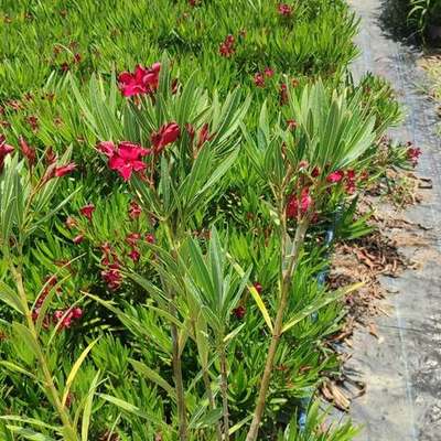 Oleander 15