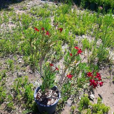 Oleander 16