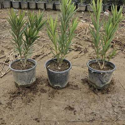 Oleander 17
