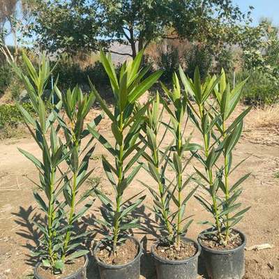 Oleander 18