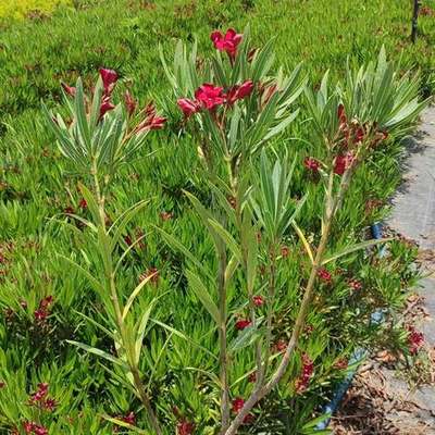 Oleander 19