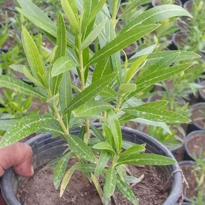 Oleander 20