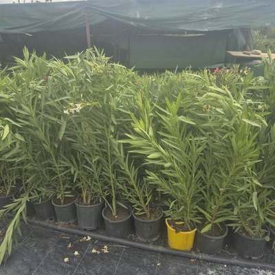 Oleander 21