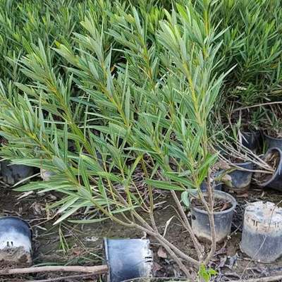 Oleander 22