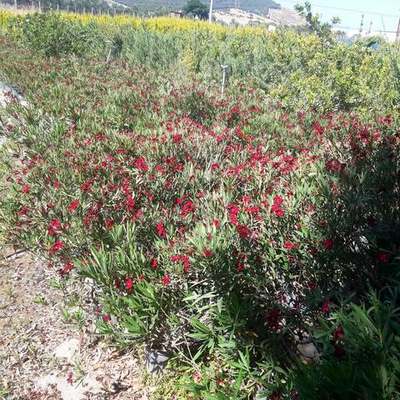 Oleander 23