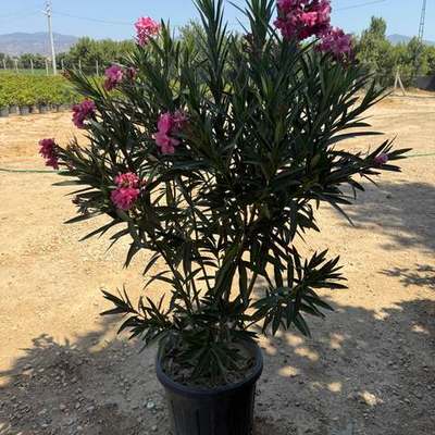 Oleander 25
