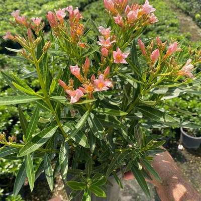 Oleander 26