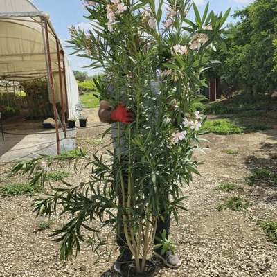 Oleander 27
