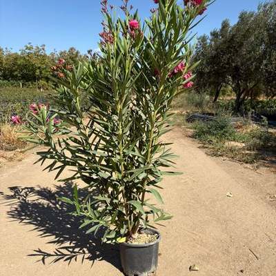 Oleander 28