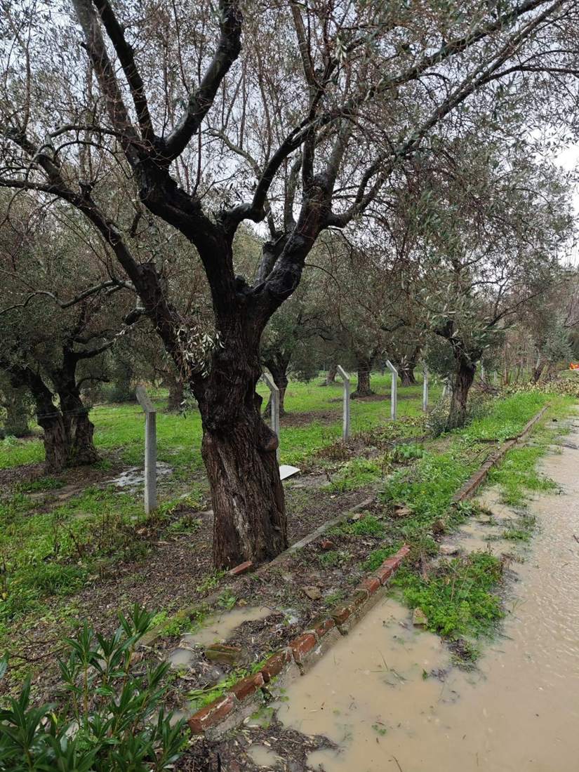 Olive Trees (Olea europaea)