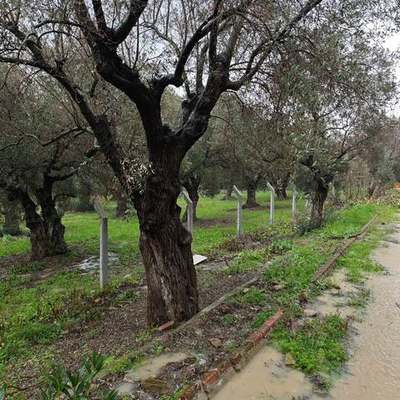Olive Trees