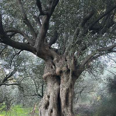 Olive Trees 2