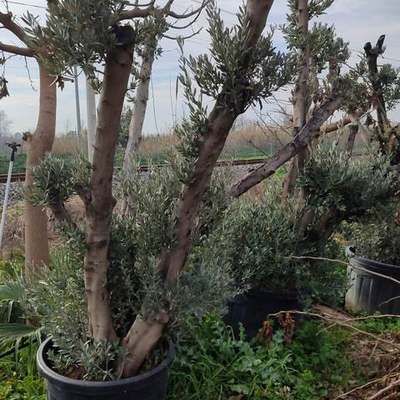 Olive Trees 3