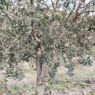 Olive Trees 4