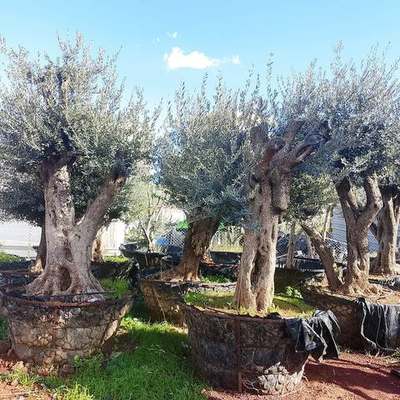 Olive Trees 5
