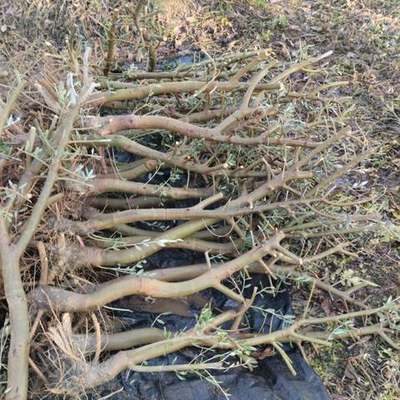 Olive Trees 6