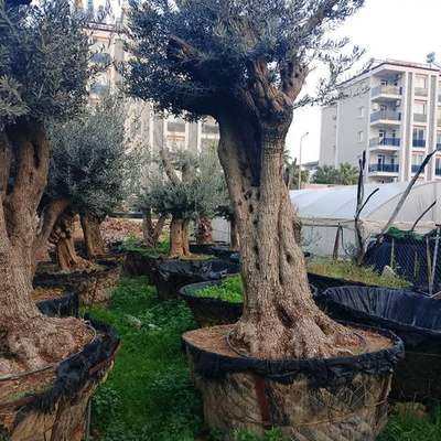 Olive Trees 7