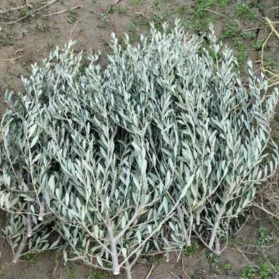 Olive Trees 8