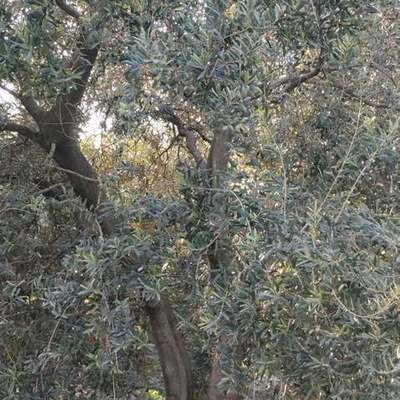 Olive Trees 9