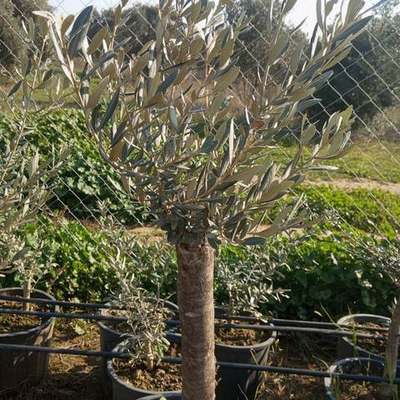 Olive Trees 10