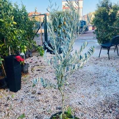 Olive Trees 11
