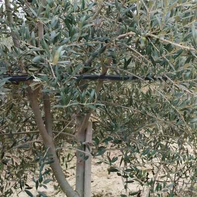 Olive Trees 12