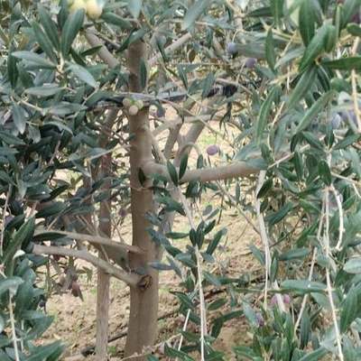Olive Trees 13