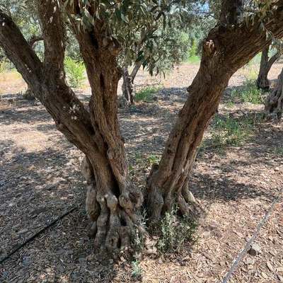 Olive Trees 14