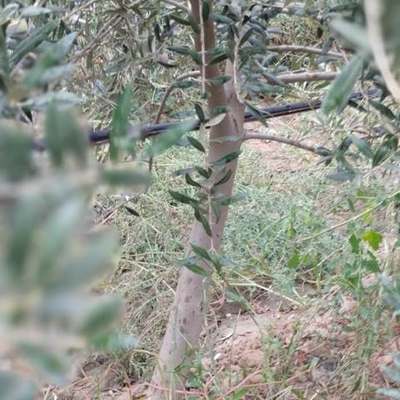 Olive Trees 15