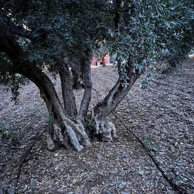 Olive Trees 16