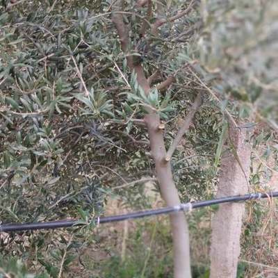 Olive Trees 17