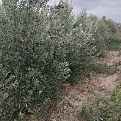 Olive Trees 18