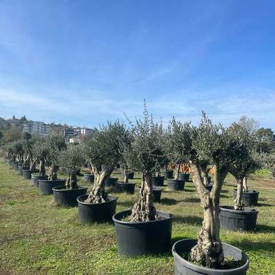 Olive Trees 19
