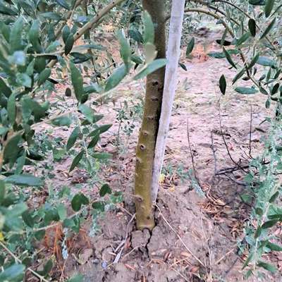 Olive Trees 20