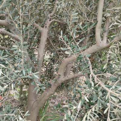 Olive Trees 21